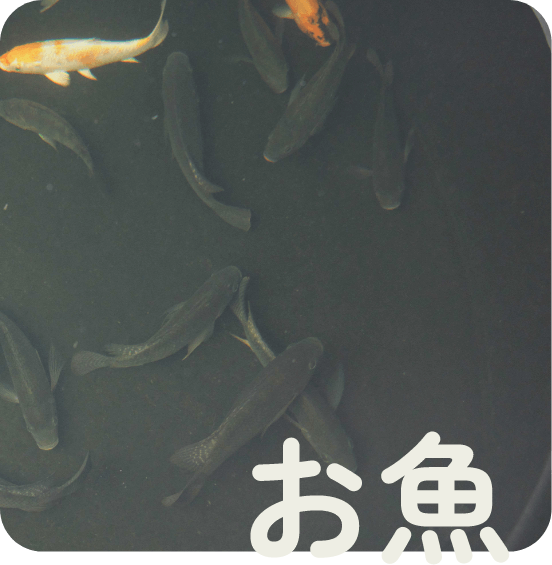 お魚