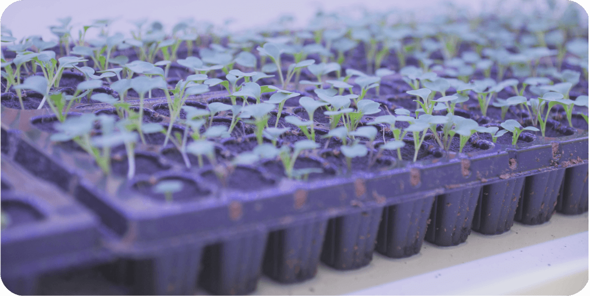 十和田アクアポニックス農場で育つ植物